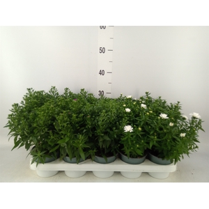 Aster n-b 'Starletta' ..mix