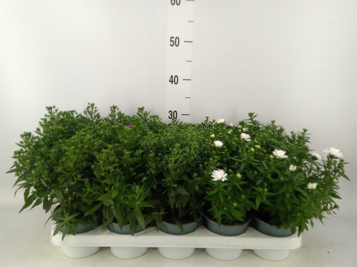 <h4>Aster n-b 'Starletta' ..mix</h4>