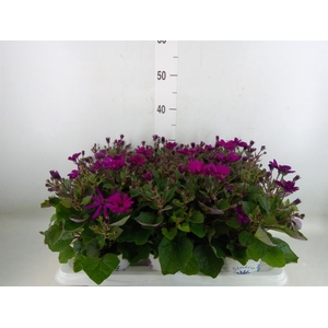 Pericallis cr. 'Mandala Magenta'