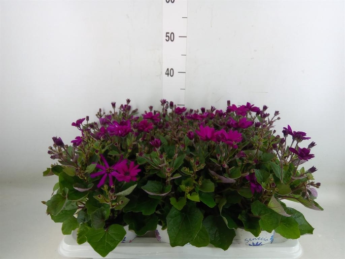 <h4>Pericallis cr. 'Mandala Magenta'</h4>