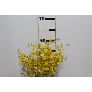 ONCIDIUM CHUVA DE OURO CORTE
