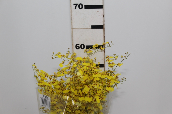 <h4>ONCIDIUM CHUVA DE OURO CORTE</h4>