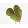 Anthurium Pistache