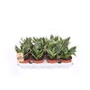 Sansevieria Golden Hahnii