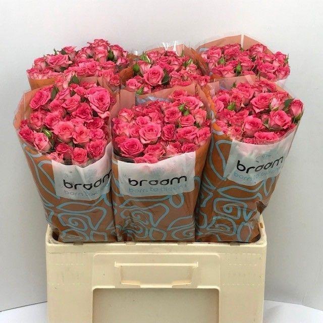 <h4>Rosa TR 'Sweet Julia' BRAAM</h4>