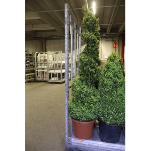 arr8 Buxu Sempervirens Spiraal