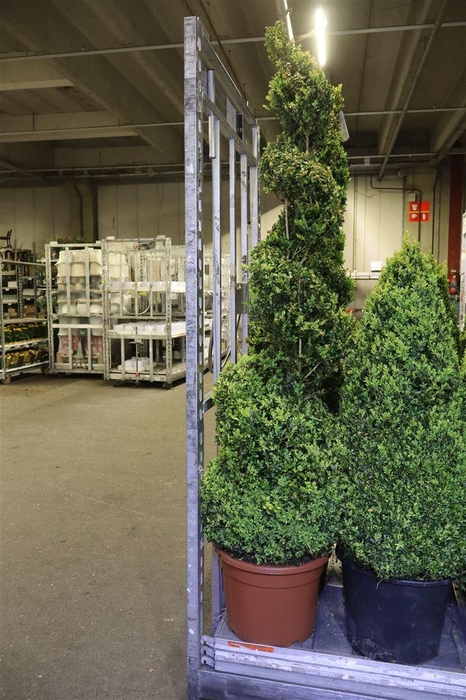 <h4>Buxu Sempervirens Spiraal</h4>