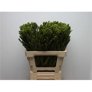 Kaaps Brunia Albiflora Green