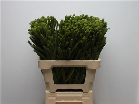 <h4>Kaaps Brunia Albiflora Green</h4>