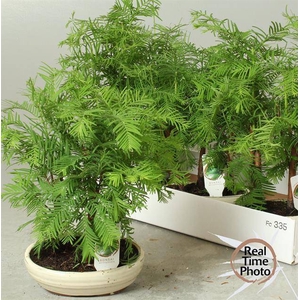 Bonsai metasequoia forest flat round