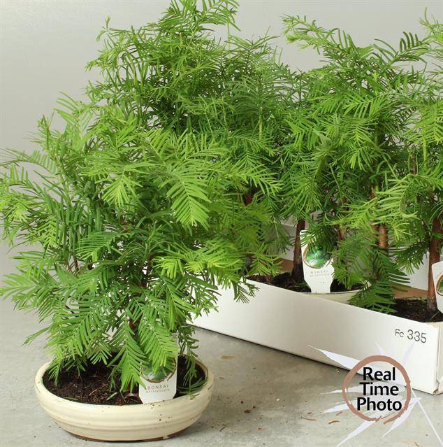 <h4>Bonsai metasequoia forest flat round</h4>