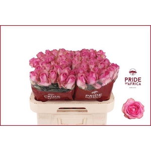 R Gr Avalanche Cand+