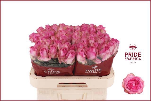 <h4>R Gr Avalanche Cand+</h4>