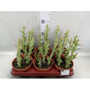 Euphorbia   ...