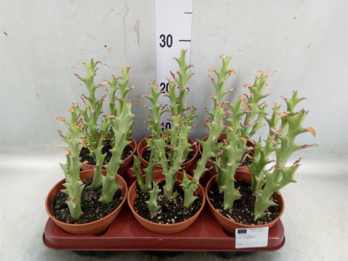 <h4>Euphorbia   ...</h4>