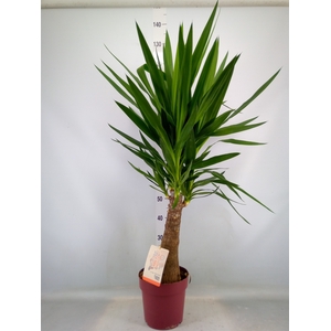 Yucca elephantipes   ...