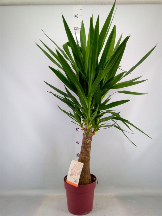 <h4>Yucca elephantipes   ...</h4>
