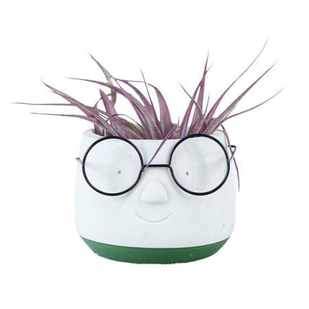 <h4>Arrangementen Tillandsia 6%</h4>