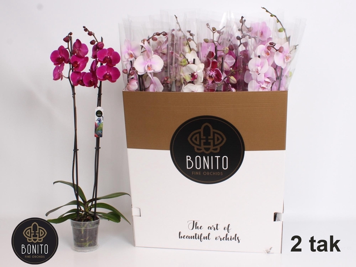 <h4>PHAL GEM 10 KL</h4>