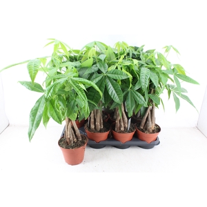arr3 CP - Pachira Aquatica 408/8