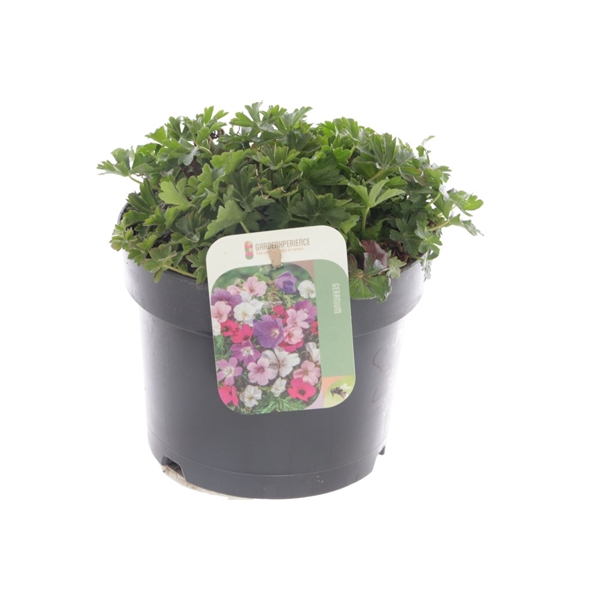 <h4>Geranium cant. Cambridge</h4>