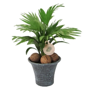 Livistona in hoedje blauw