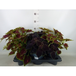 Plectranthus col.   ...mix
