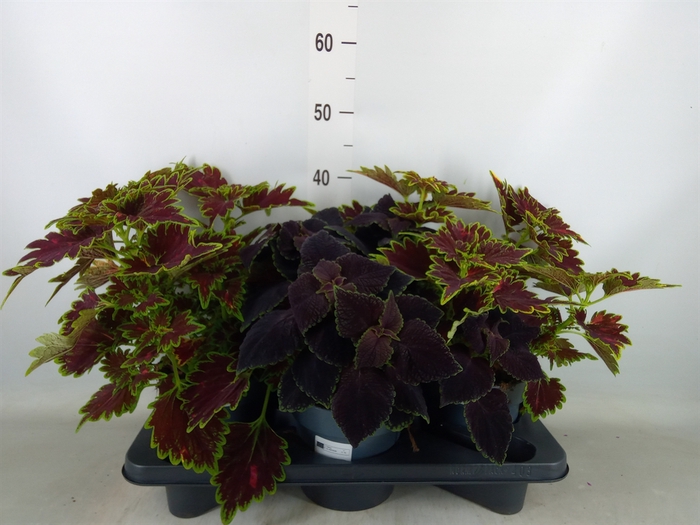 <h4>Plectranthus col.   ...mix</h4>