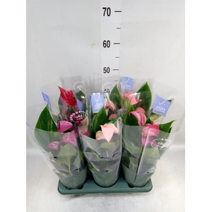 Anthurium   ...mix