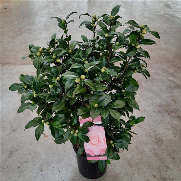 <h4>Camellia jap. 'Nuccio's Cameo'</h4>