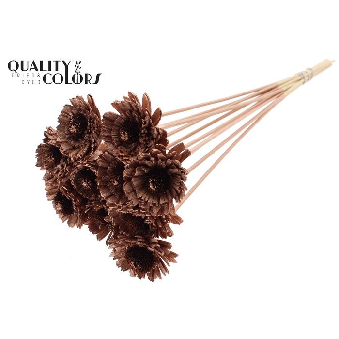 <h4>Shola Daisy Sunflower 6cm on stem Copper</h4>