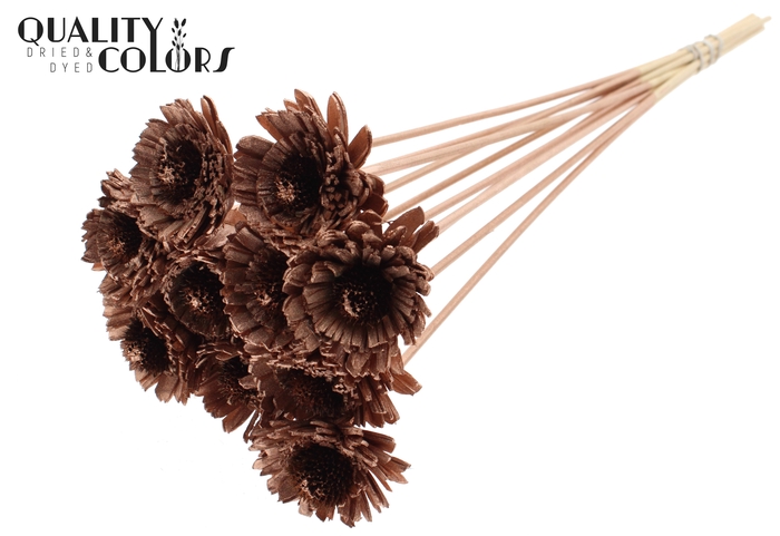Shola Daisy Sunflower 6cm on stem Copper
