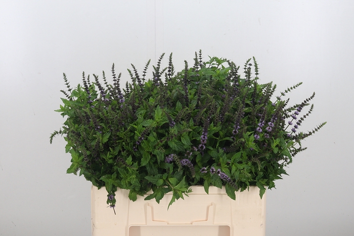 Mentha Purple Sensation