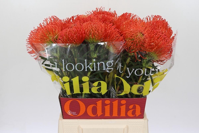 <h4>Nutans Succession</h4>