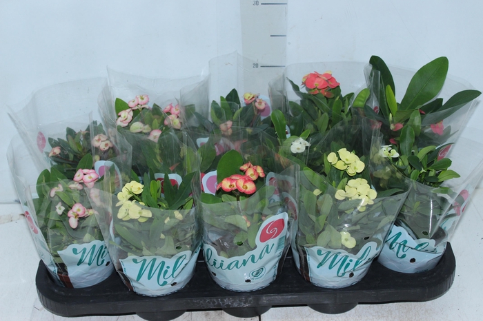 <h4>EUPHORBIA MILII MILIIANA P11</h4>