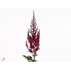 Astilbe Paul Gaarder