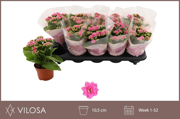 <h4>KAL GE NANDO PINK</h4>