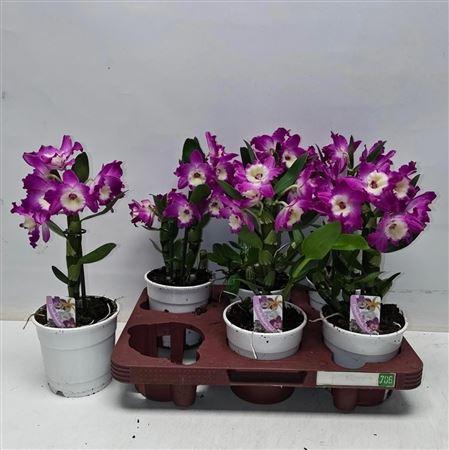 <h4>Dend Nobile 1-2 Branches</h4>