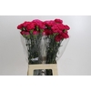 Dianthus St Bizet