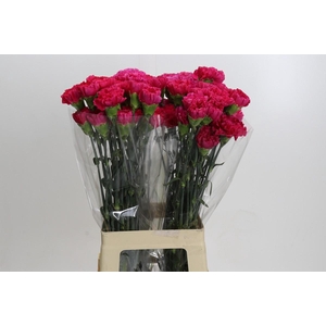 Dianthus St Bizet