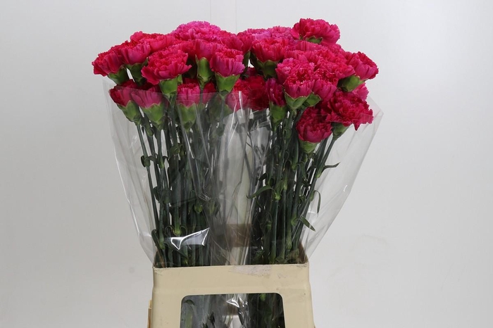 <h4>Dianthus St Bizet</h4>