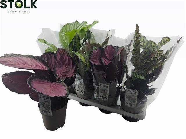 <h4>CALAT GEM 4 SRT</h4>