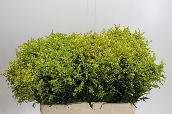 <h4>Solidago Tara Gold</h4>