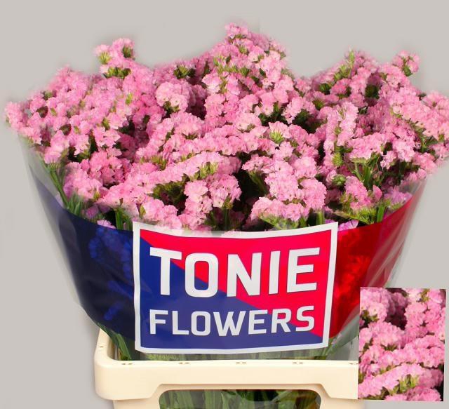 <h4>LIM S FANTASIA WINGS</h4>