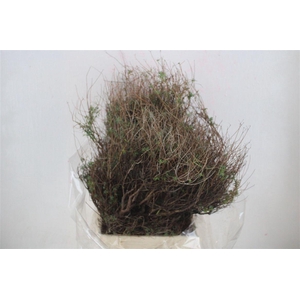 Euph Spinoza Medium 400gr P Bunch