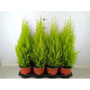 Cupressus macro. 'Goldcrest Wilma'