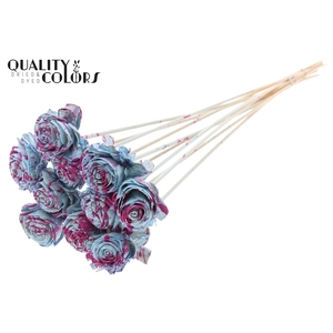 Shola Beauty Rose 6cm on stem Splashed Light Blue/Cerise