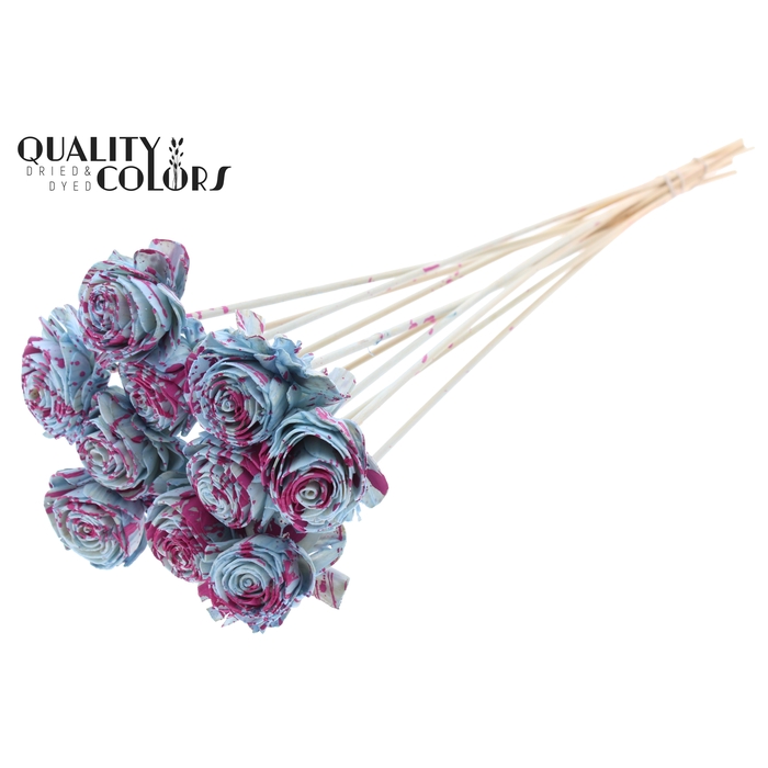 <h4>Shola Beauty Rose 6cm on stem Splashed Light Blue/Cerise</h4>