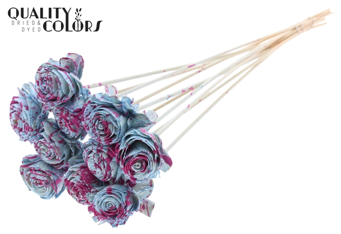 Shola Beauty Rose 6cm on stem Splashed Light Blue/Cerise