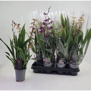 ORCHIDEEEN GEM